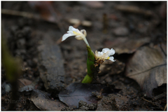 Stachyphrynium spicatum